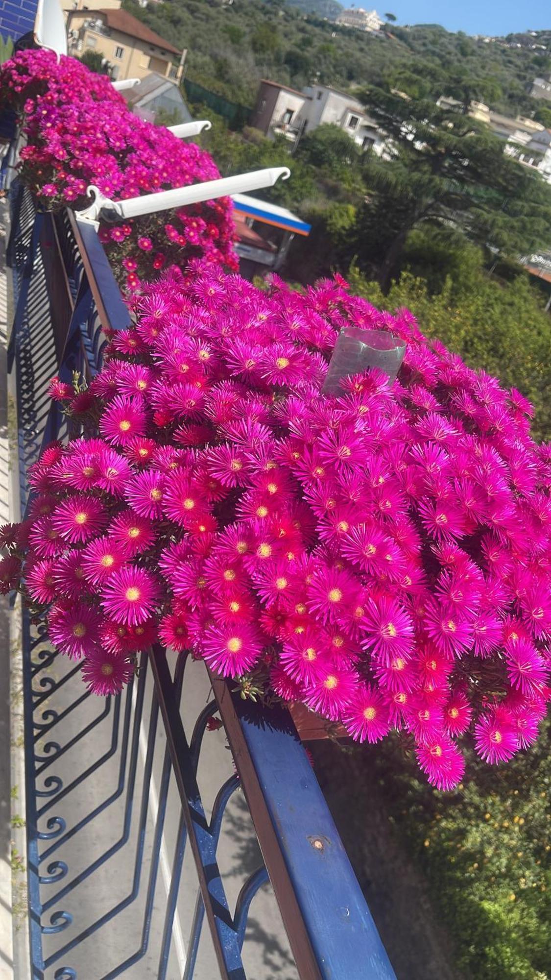 Bougainvillea Relais Сорренто Екстер'єр фото